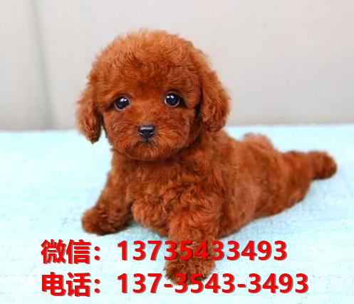 自贡犬舍迷你贵宾犬长不大茶杯泰迪犬哪里有卖狗买狗地方领养