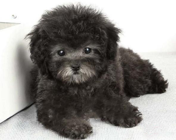 广州出售纯种健康贵宾幼犬 疫苗齐全 多窝可选