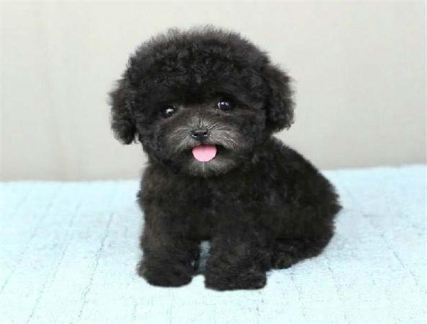 佛山哪里有卖贵宾犬 佛山贵宾犬一只多少钱 可