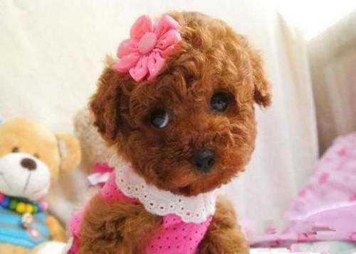 广州买狗 广州哪里有买狗靠谱 贵宾犬一只多少钱