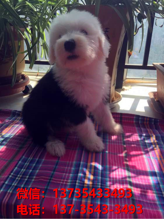 武汉宠物狗犬舍出售纯种古牧幼犬宠物狗市场在