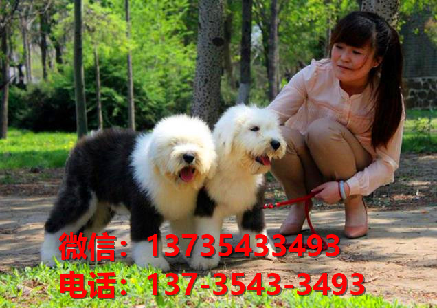 铜川犬舍出售纯种古牧幼犬 全白头古代牧羊犬宠物狗狗买狗卖狗