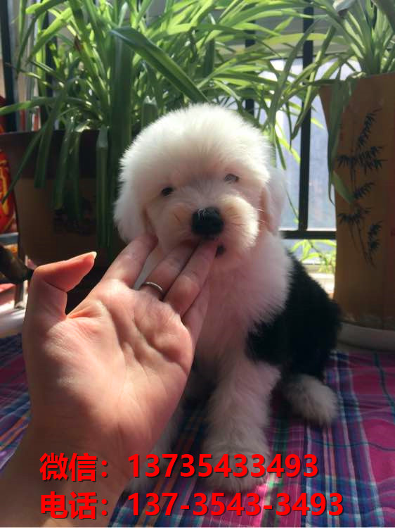 昆明宠物狗犬舍出售纯种古牧幼犬宠物狗市场在