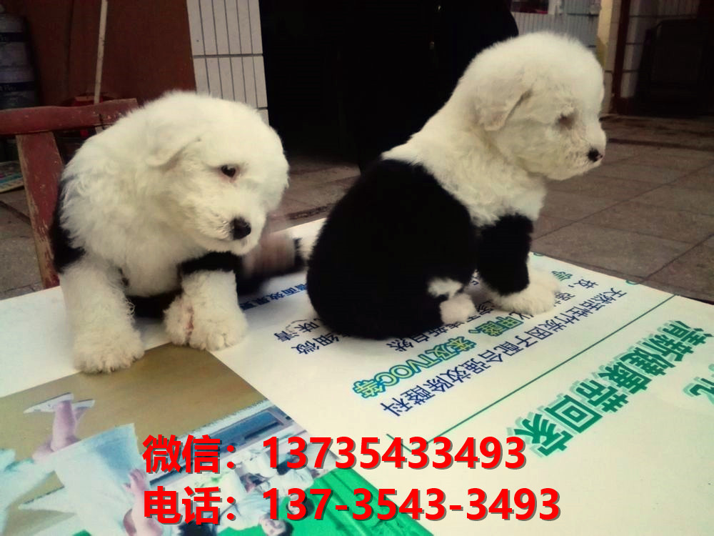 杭州宠物狗犬舍出售纯种古牧幼犬宠物狗市场在