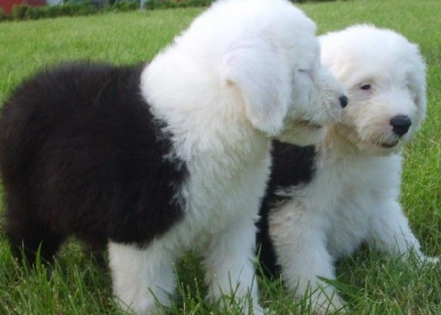 维西县买纯种古牧 云南狗场出售漂亮小古牧