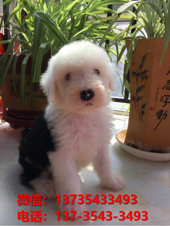 贵州贵阳宠物狗犬舍出售纯种古牧幼犬宠物狗市