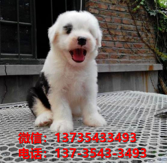 九江犬舍出售纯种古牧幼犬 全白头古代牧羊犬宠物狗狗买狗卖狗