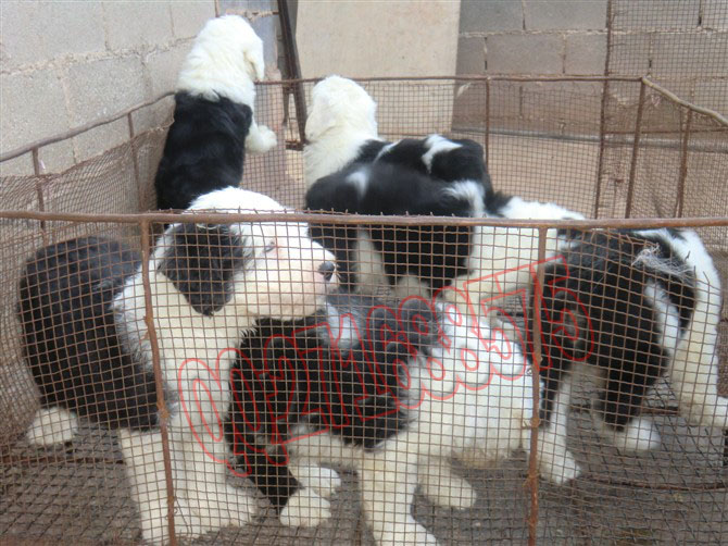 香格里拉哪里卖宠物狗 迪庆哪里能买纯种古代