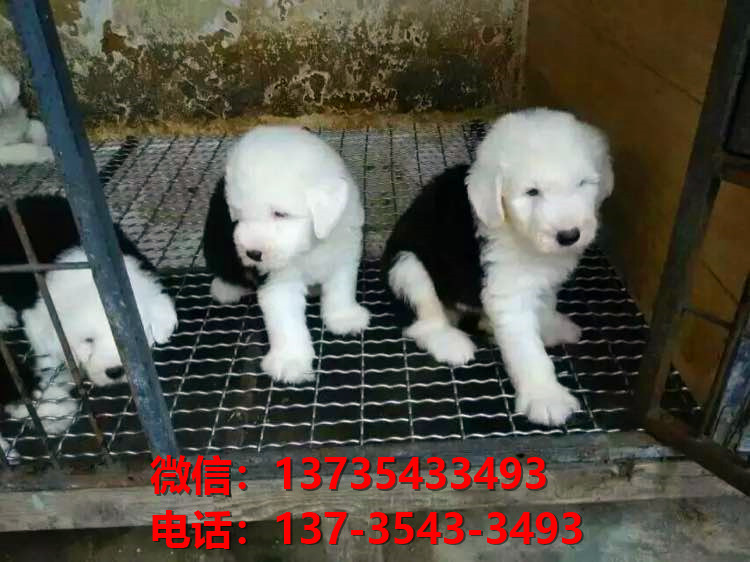 四川成都宠物狗犬舍出售纯种古牧幼犬宠物狗市