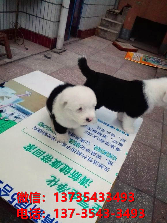 株洲犬舍出售纯种古牧幼犬 全白头古代牧羊犬宠物狗狗买狗卖狗
