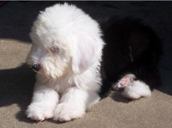 临沧哪里买古牧 临沧附近哪里有古牧宝宝出售