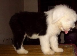 思茅买古牧 普洱买古牧 狗场古牧幼犬欢迎选购