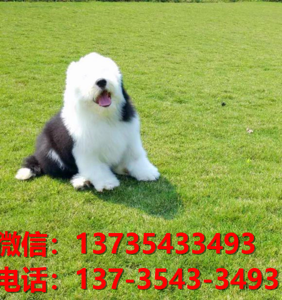 遵义犬舍出售纯种古牧幼犬 全白头古代牧羊犬