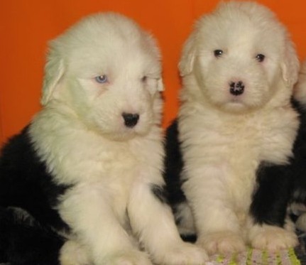 昭通大关县买狗买古牧 云南狗场出售漂亮小古