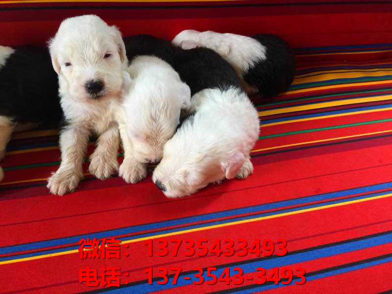 上海宠物狗犬舍出售纯种古牧幼犬宠物狗市场在