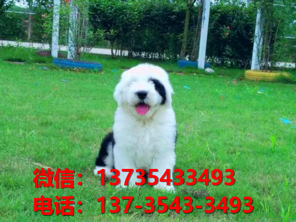 盐城犬舍出售纯种古牧幼犬 全白头古代牧羊犬