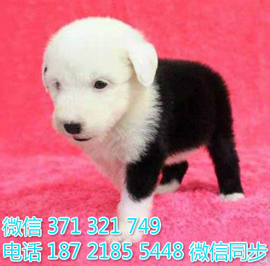 犬舍直销，哪里有宠物古牧 ，精品小型中型大型犬狗狗驯