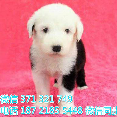 犬舍直销，哪里有宠物古牧 ，精品小型中型大型犬狗狗乱