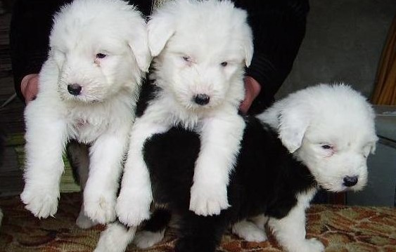 云南买古牧 昆明买古牧的地方 昆明狗场出售古