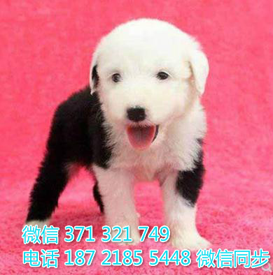 犬舍直销，哪里有宠物古牧 ，精品小型中型大型犬