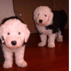 蒙自买古牧请进 狗场专业繁殖出售小古牧