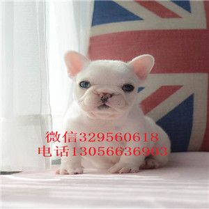 河南信阳哪里有卖法牛的一道筋法斗黑色法斗繁