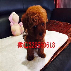 铁岭哪里能买到棕色泰迪泰迪幼犬泰迪多少钱