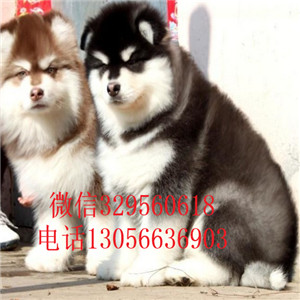 牡丹江出售纯种阿拉斯加幼犬熊版阿拉斯加包纯