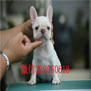 长沙哪里有卖的哪里能买到纯种法斗疫苗齐全 价格实惠憨憨的法斗犬