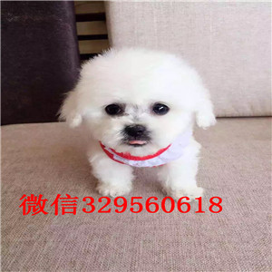 长治出售精品泰迪泰迪幼犬泰迪图片