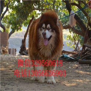 焦作哪里能买到黑色阿拉斯加熊版阿拉斯加大骨