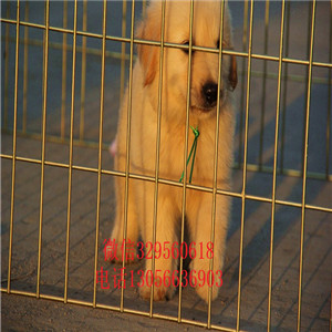 焦作出售纯种带证书的金毛金毛多少钱包纯种健康