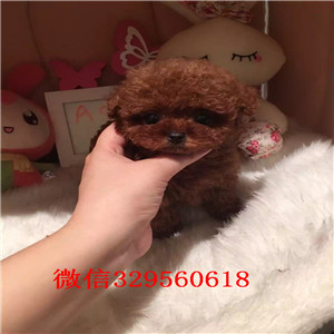牡丹江哪里能买到棕色泰迪泰迪幼犬长不大的茶