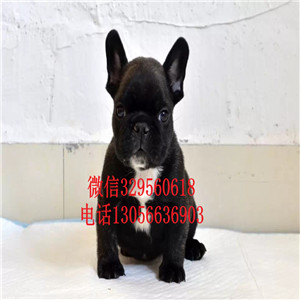 黑龙江黑河出售一道筋法斗黑色法斗犬舍认证