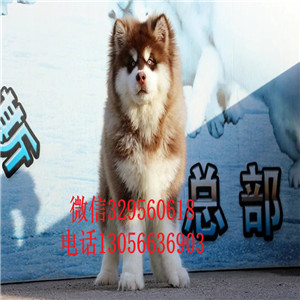 巢湖赛级精品灰色阿拉斯加熊版阿拉斯加疫苗齐