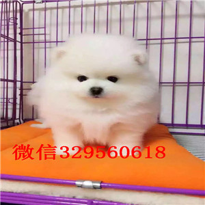 襄樊哪里能买到聪明可爱的博美双血统博美高品质博美