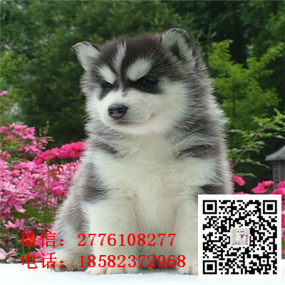 百色哪里有卖哈士奇犬包纯种健康 黑白色红色