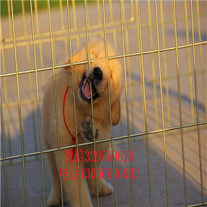 濮阳金毛幼犬高品质精品金毛金毛基地包纯种健康
