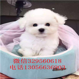 娄底出售纯种长不大的比熊赛级比熊包纯种健康