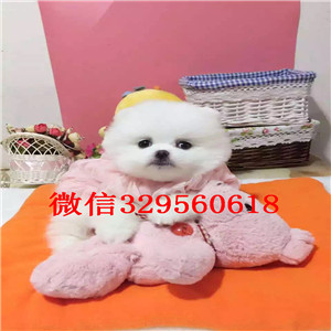 枣庄哪里有卖博美幼犬双血统博美高品质博美