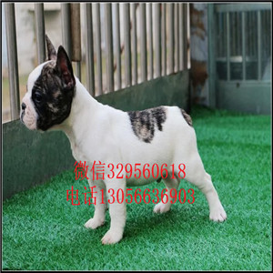 黑龙江佳木斯哪里有卖法牛的大头法斗黑白花法