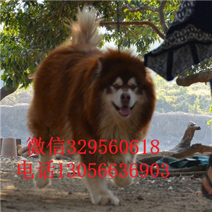 焦作哪里能买到黑色阿拉斯加熊版阿拉斯加大骨架