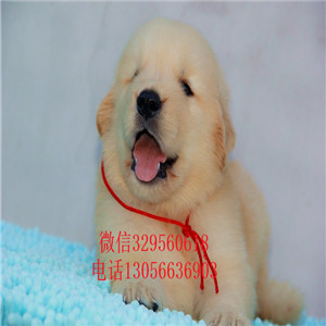 荆州出售纯种高品质精品金毛金毛价格疫苗齐全