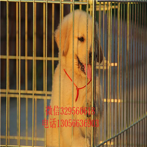 许昌金毛幼犬赛级金毛幼犬金毛基地疫苗齐全