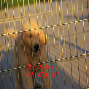 濮阳金毛幼犬高品质精品金毛金毛基地包纯种健