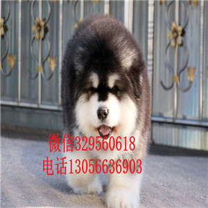 焦作哪里能买到黑色阿拉斯加熊版阿拉斯加大骨架