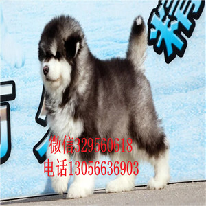 鹤岗哪里有卖红色阿拉斯加纯种阿拉斯加疫苗齐