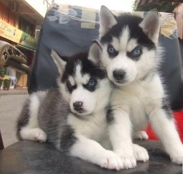 长沙哪里能买到纯种健康的哈士奇长沙哈士奇多