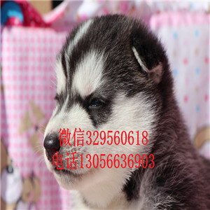 铜川出售哈士奇幼犬赛级哈士奇哈士奇繁殖多少