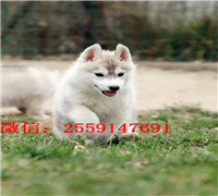 金昌哪里卖纯种哈士奇 金昌哈士奇犬舍 金昌哪